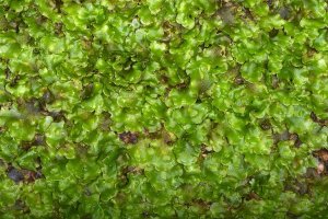 Játrovka (Merchantiophyta) – Guillermo Guerao Serra / Shutterstock