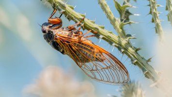 Cikáda chlumní (Cicadetta montana) – kakteen / Shutterstock