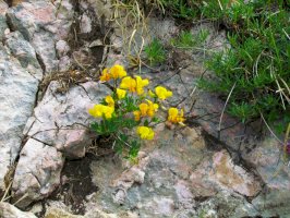 Čičorka pochvatá (Coronilla vaginalis) – kato08 / Shutterstock