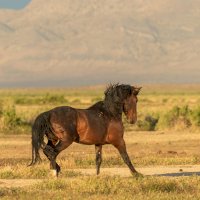 Kůň domácí (Equus caballus) – Tom Tietz / Shutterstock