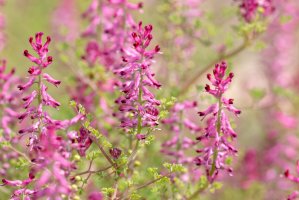 Zemědým lékařský (Fumaria officinalis) – Mauro Rodrigues / Shutterstock