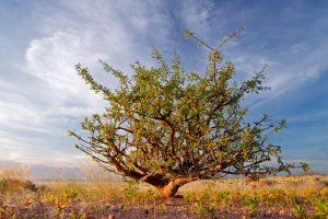 Myrhovník (Commiphora simplicifolia) – EcoPrint / Shutterstock