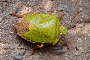 Kněžice zelená (Palomena viridissima) při ohrožení vylučuje silně páchnoucí tekutinu – Denis Vesely / Shutterstock