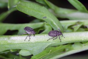 Krytonosec šešulový (Ceutorhynchus obstrictus) – Tomasz Klejdysz / Shutterstock