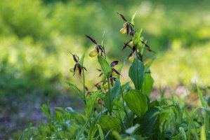 Střevíčník pantoflíček (Cypripedium calceolus) – Roman Bjuty / Shutterstock