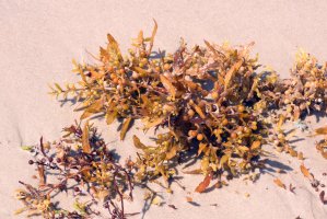 Sargassum fluitans – IrinaK / Shutterstock
