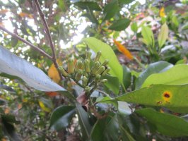 Hřebíčkovec vonný (Syzygium aromaticum) – Rasit Sukarno / Shutterstock