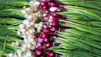 Červená a bílá varieta šalotky (Allium ascalonicum) – meunierd / Shutterstock