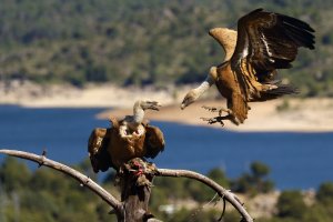 Sup bělohlavý (Gyps fulvus) – Karel Bartik / Shutterstock