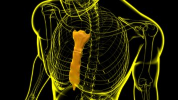 Hrudní kost (sternum) na lidském těle – mybox / Shutterstock