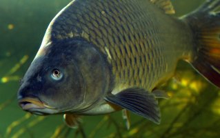 Kapr obecný (Cyprinus carpio) – Kletr / Shutterstock