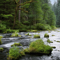 Řeka Mackenzie – Kimberly Shavender / Shutterstock