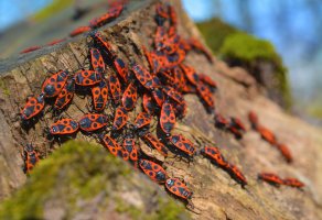 Ruměnice pospolná (Pyrrhocoris apterus) z řádu polokřídlých– bogdan ionescu / Shutterstock