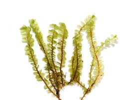 Mechorost kapraďovka sleziníkovitá (Plagiochila asplenioides) – HHelene / Shutterstock