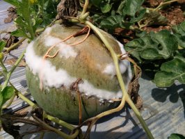 Houba z rodu Pythium na plodu melounu – AmBNPHOTO / Shutterstock