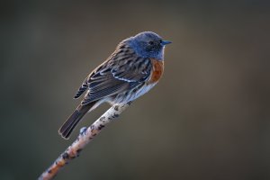 Pěvuška oranžovoprsá (Prunella rubeculoides) – Ondrej Prosicky / Shutterstock