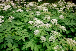 Bršlice kozí noha – martiroz / Shutterstock