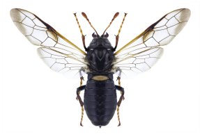 Paličatka březová (Cimbex femoratus) z podřádu širopasí – alslutsky / Shutterstock