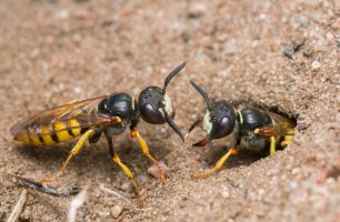 Květolib včelí (Philanthus triangulum) – Henrik Larsson / Shutterstock