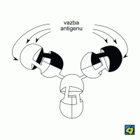 Imunoglobuliny – schéma molekuly jednoduchého imunoglobulinu – CoJeCo.cz (CC BY-SA 4.0)