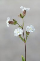 Silenka nadmutá – Henri Koskinen / Shutterstock