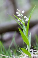 Okrotice bílá (Cephalanthera damasonium) – Federico Crovetto / Shutterstock