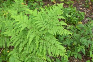 Hasivka orličí (Pteridium aquilinum) – fotovapl / Shutterstock