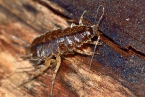 Beruška vodní (IanRedding) – David Thyberg / Shutterstock