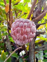 Láhevník šupinatý (Annona squamosa), plod – A_Zamroni / Shutterstock