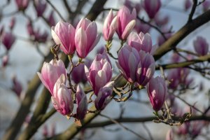 Magnólie (Magnolia soulangeana) – Iva Vagnerova / Shutterstock