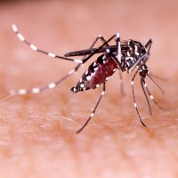 Komár tropický (Aedes aegypti) – Tacio Philip Sansonovski / Shutterstock