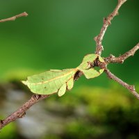 Lupenitka zelená (Phyllium frondosum) na větvičce – cheattha / Depositphotos