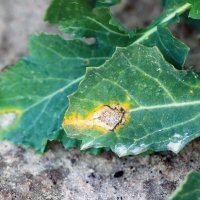 Phoma – Tomasz Klejdysz / Shutterstock