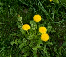 Smetanka lékařská (Taraxacum officinale) – Hana Stepanikova / Shutterstock