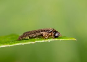 Světluška menší (Lamprohiza splendidula) – Ihor Hvozdetskyi / Shutterstock