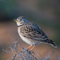 Kalandra zpěvná (Melanocorypha calandra) – Vladimir Pankov / Shutterstock