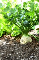 Celer bulvový (Apium graveolens var. rapaceum) – PosiNote / Shutterstock