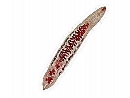 Motolice (Opisthorchis felineus) – focus thanawut / Shutterstock