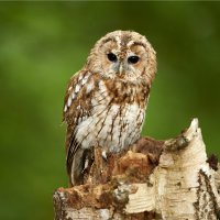 Puštík obecný (Strix aluco) – Ben Queenborough / Shutterstock