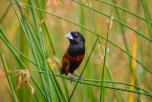 Panenka černohlavá (Lonchura atricapilla) v poli, Thajsko – kajornyot wildlife photography / Shutterstock