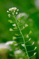 Kokoška pastuší tobolka – R. Maximiliane / Shutterstock
