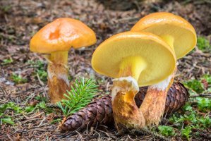 Klouzek sličný (Suillus grevillei) – Jaroslav Machacek / Shutterstock