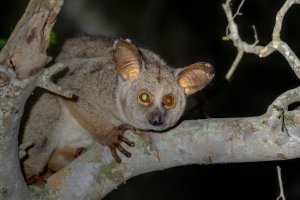 Komba ušatá (Galago crassicaudatus) – WOLF AVNI / Shutterstock