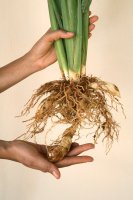 Maranta třtinovitá (Maranta arundinacea) – Profimedia.cz