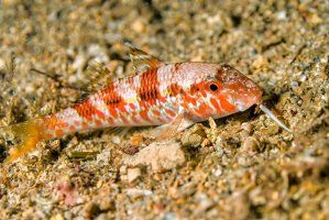 Parmice nachová (Mullus barbatus) – Alberto Carrera / Shutterstock