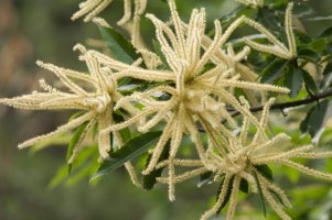 Kvetoucí strom kaštanovník setý (Castanea sativa), čeleď bukovité – GTW / Shutterstock