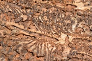 Lignikolní larvy lýkožrouta smrkového (Ips typographus) v komůrkách pod kůrou smrku – Karin Jaehne / Shutterstock