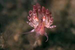 Nahožábrý plž Flabellina rubrolineata, Lembeh, Indonésie – Oksana Maksymova / Shutterstock