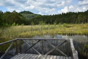 Swamp, Máchovo jezero – Profimedia.CZ