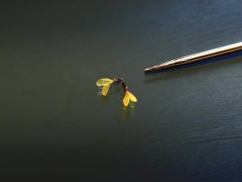 Dvě brylky z rostliny Calotropis gigantea, srovnání velikosti s jehlou – AjayTvm / Shutterstock